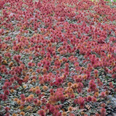 Acaena 'Kupferteppich' - Tüskésdiócska