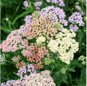 Achillea 'Colorado' - Cickafark