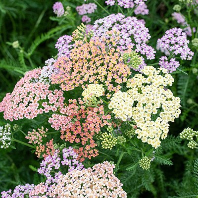 Achillea 'Colorado' - Cickafark