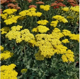 Achillea 'Sassy Summer Lemon' - Cickafark