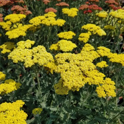 Achillea 'Sassy Summer Lemon' - Cickafark