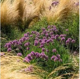 Allium 'Lavender Bubbles' - Díszhagyma