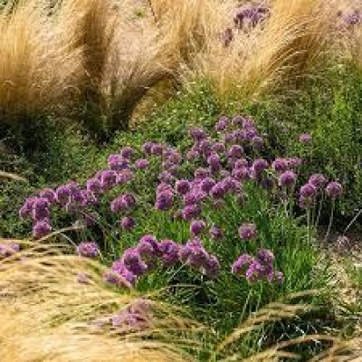 Allium 'Lavender Bubbles' - Díszhagyma