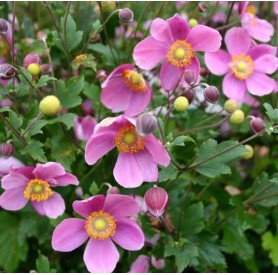 Anemone 'Emmy Deep Rose' - Szellőrózsa
