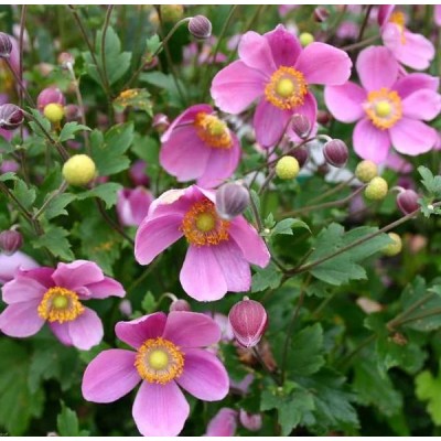 Anemone 'Emmy Deep Rose' - Szellőrózsa
