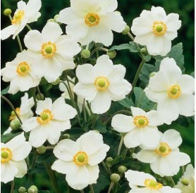 Anemone 'Andrea Atkinson' - Szellőrózsa