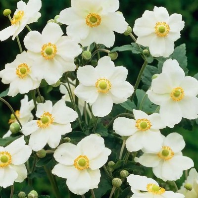 Anemone 'Andrea Atkinson' - Szellőrózsa