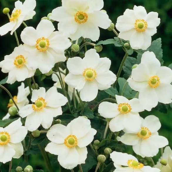 Anemone 'Andrea Atkinson' - Szellőrózsa