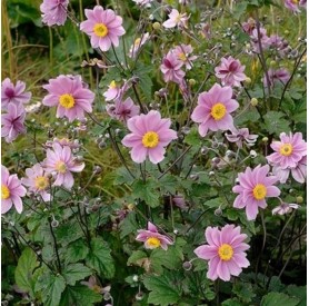 Anemone 'GardenBreeze Pink Touch' - Szellőrózsa