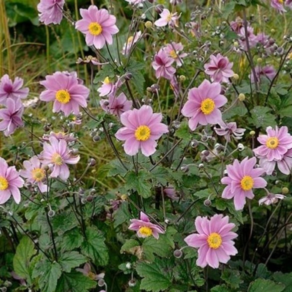 Anemone 'GardenBreeze Pink Touch' - Szellőrózsa