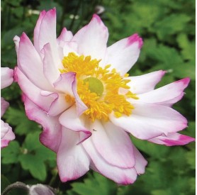 Anemone 'Royal Candy' - Szellőrózsa