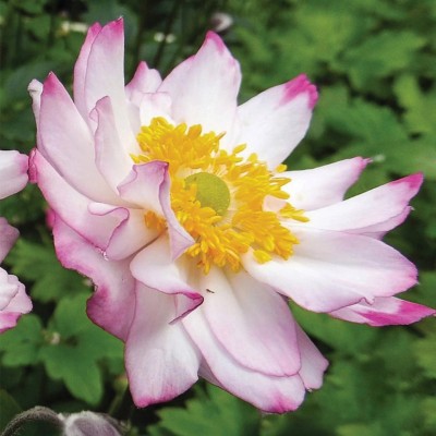 Anemone 'Royal Candy' - Szellőrózsa