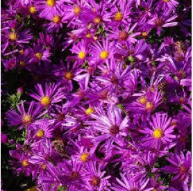 Aster 'Purple Diamond' - Törpe őszirózsa
