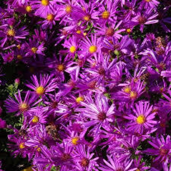 Aster 'Purple Diamond' - Törpe őszirózsa