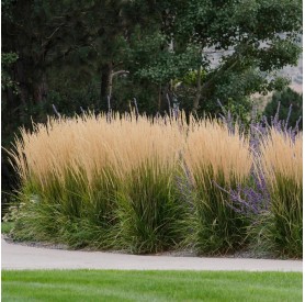 Calamagrostis 'Karl Foerster' - Nádtippan