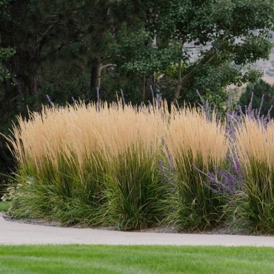 Calamagrostis 'Karl Foerster' - Nádtippan