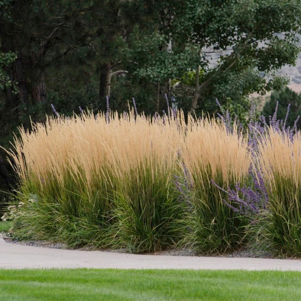 Calamagrostis 'Karl Foerster' - Nádtippan
