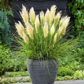 Cortaderia 'Tiny Pampa' - Pampafű
