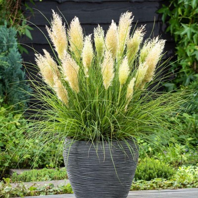 Cortaderia 'Tiny Pampa' - Pampafű