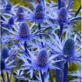 Eryngium 'Lapis Blue' - Iringó