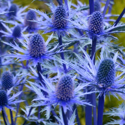Eryngium 'Lapis Blue' - Iringó