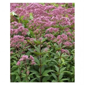 Eupatorium 'Eureka' - Sédkender