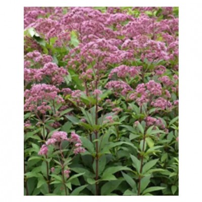 Eupatorium 'Eureka' - Sédkender