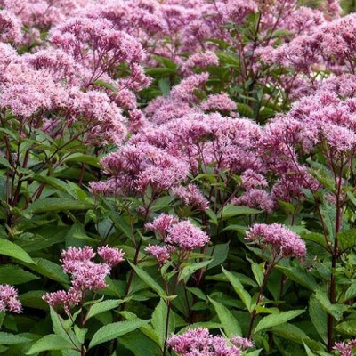 Eupatorium 'Atropurpureum' - Sédkender