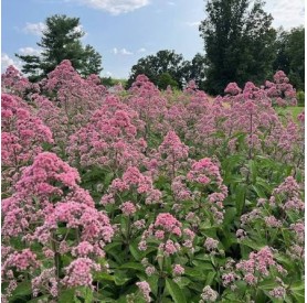 Eupatorium 'JoJo' - Sédkender