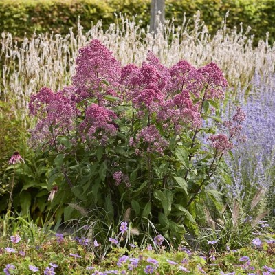 Eupatorium 'JoJo' - Sédkender