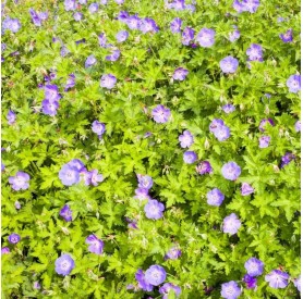Geranium 'Rozanne' - Gólyaorr