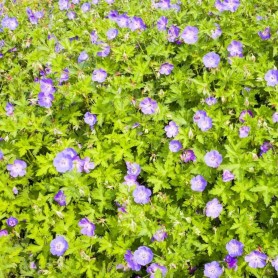 Geranium 'Rozanne' - Gólyaorr