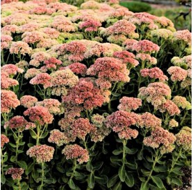 Sedum 'Autumn Fire' - Varjúháj
