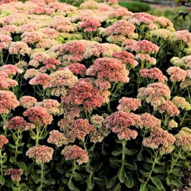 Sedum 'Autumn Fire' - Varjúháj