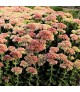 Sedum 'Autumn Fire' - Varjúháj