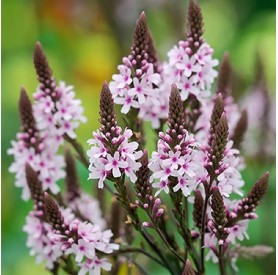 Verbena 'Pink Spires' - Vasfű