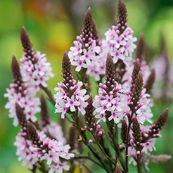 Verbena 'Pink Spires' - Vasfű Verbena 'Pink Spires' - Vasfű