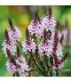 Verbena 'Pink Spires' - Vasfű