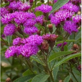 Vernonia 'Mammuth' - Vernónia