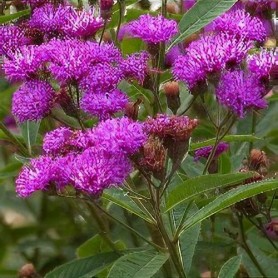 Vernonia 'Mammuth' - Vernónia