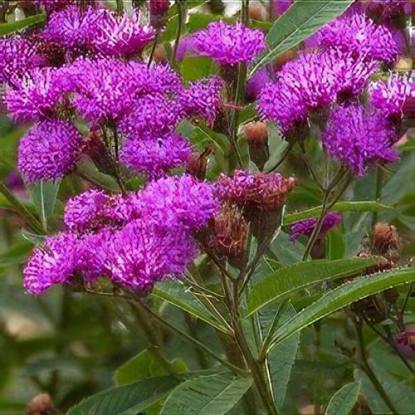 Vernonia 'Mammuth' - Vernónia Vernonia 'Mammuth' - Vernónia