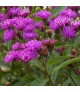 Vernonia 'Mammuth' - Vernónia