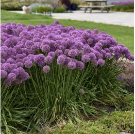 Allium 'Serendipity' - Díszhagyma