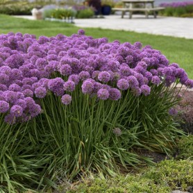 Allium 'Serendipity' - Díszhagyma