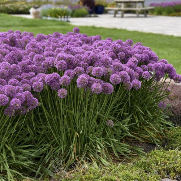 Allium 'Serendipity' - Díszhagyma Allium 'Serendipity' - Díszhagyma