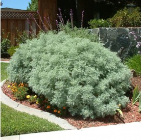 Artemisia 'Mori's Form' - Parti üröm