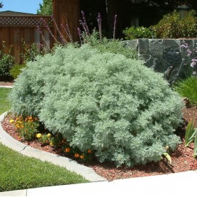 Artemisia 'Mori's Form' - Parti üröm