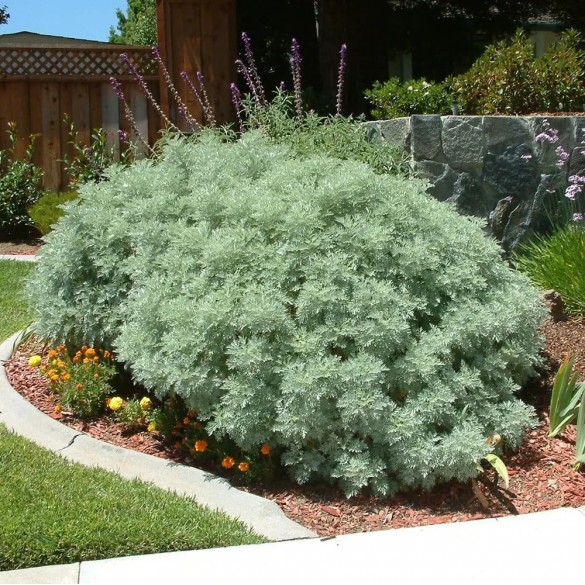 Artemisia 'Mori's Form' - Parti üröm Artemisia 'Mori's Form' - Parti üröm