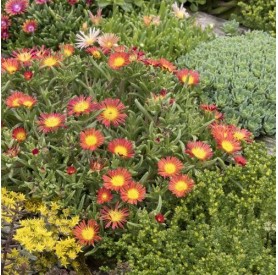 Delosperma 'Wheels of Wonder' - Délvirág