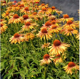 Echinacea 'Big Kahuna' - Kasvirág